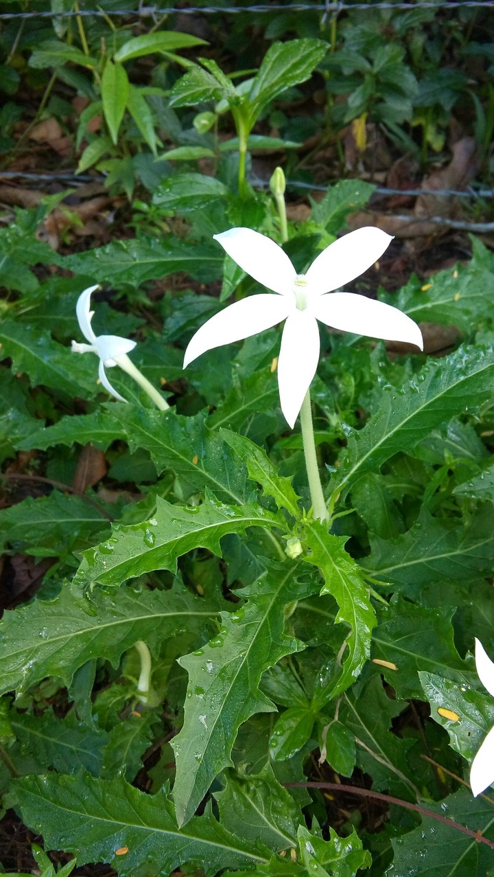 flor