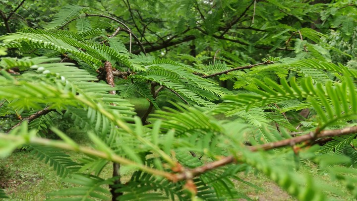 wood nature