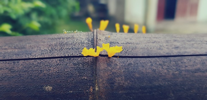 The yellow mushroom