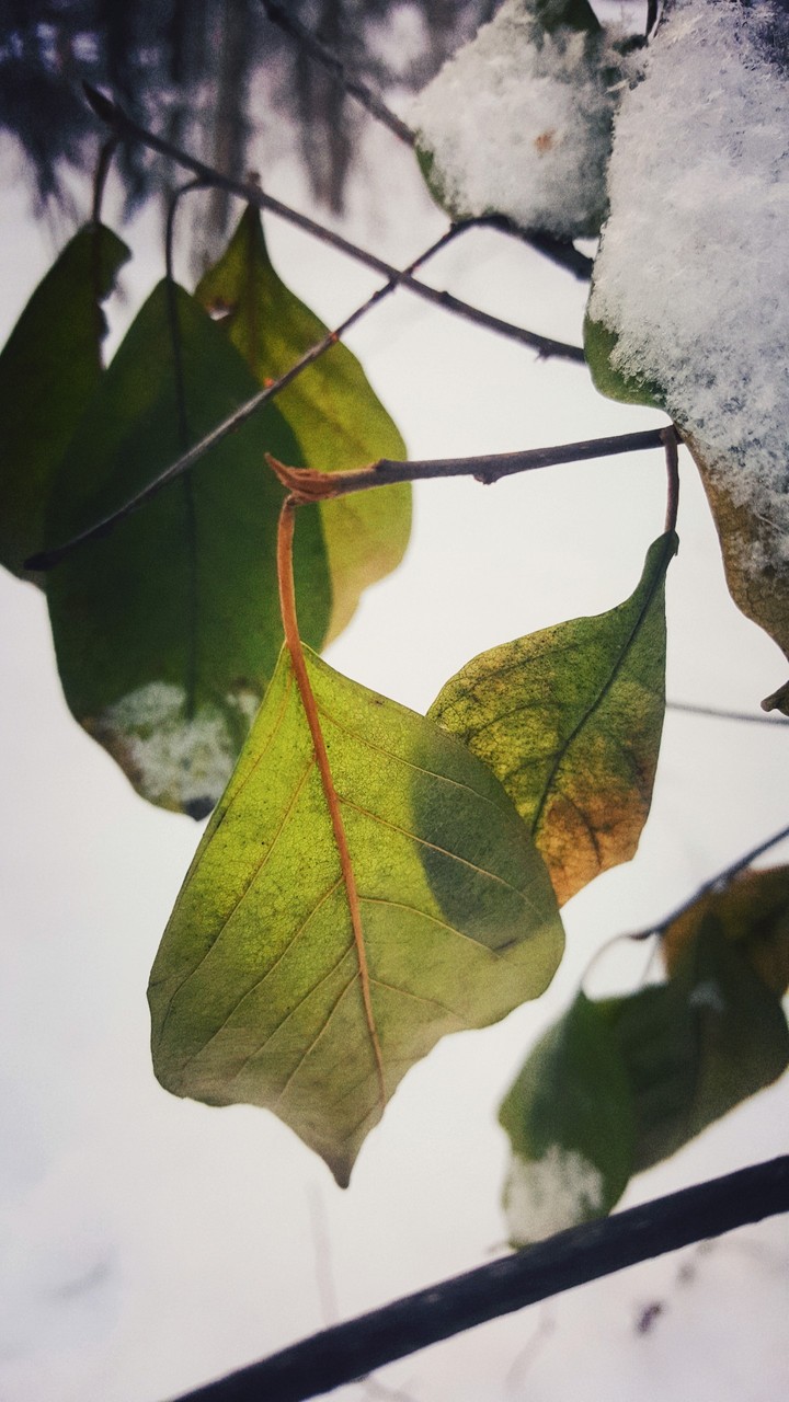 middle of winter