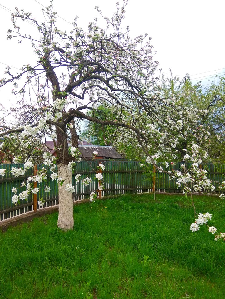 цвет яблунь