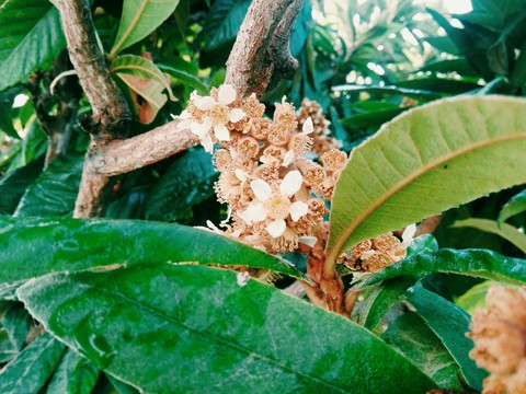 Eriobotrya flowers with rain