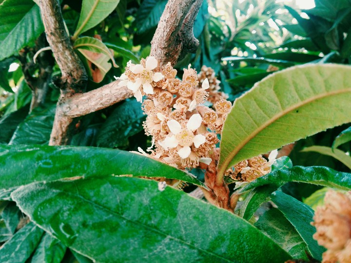 Eriobotrya flowers with rain