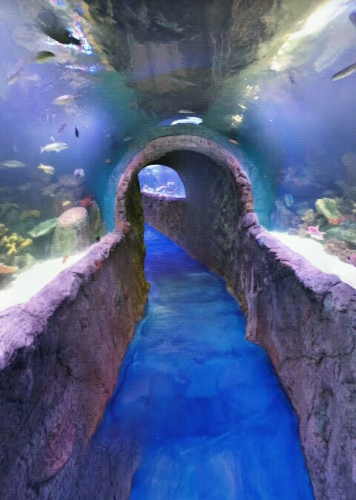 Túnel de peces
