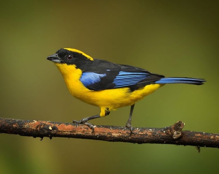 Bird