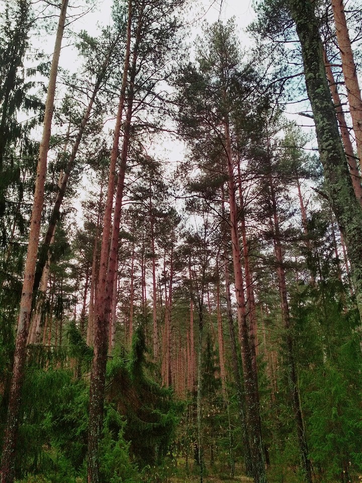 Forest