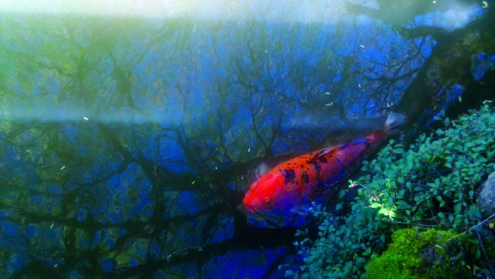 Peaceful Water