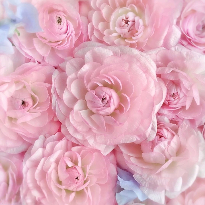 Pink flower