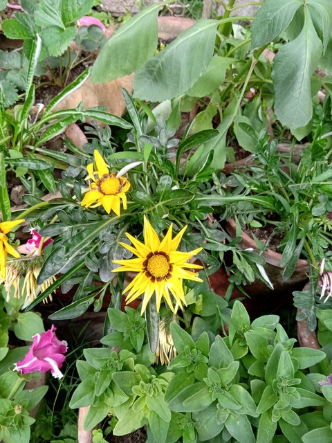 yElLoW fLoWeRs