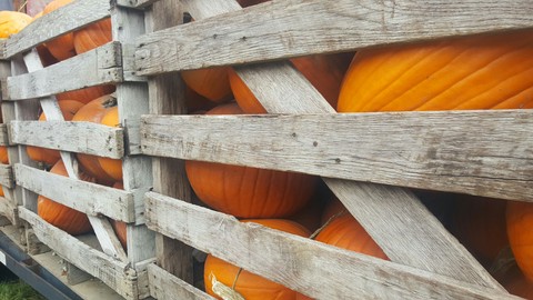 Pumpkins