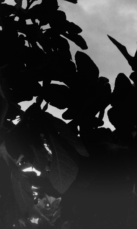 image, silhouette háttérképek