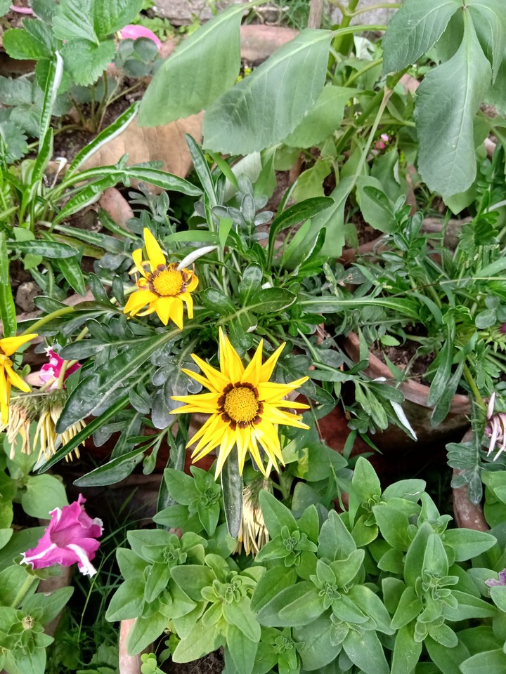 yElLoW fLoWeRs