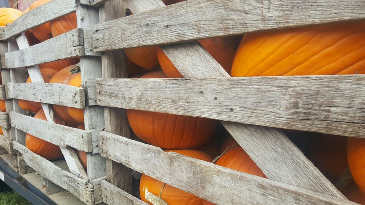 Pumpkins