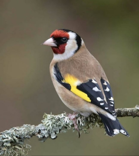 Bird