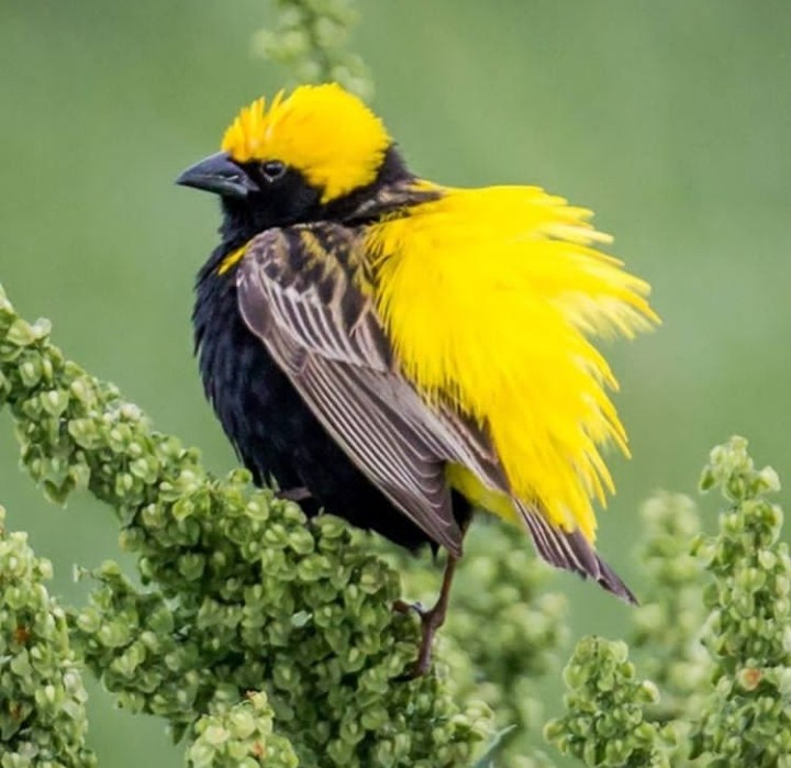 Bird