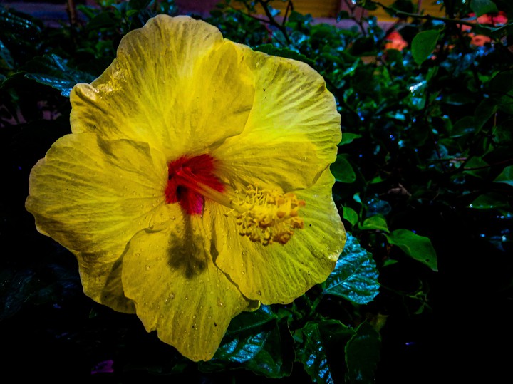 Yellow