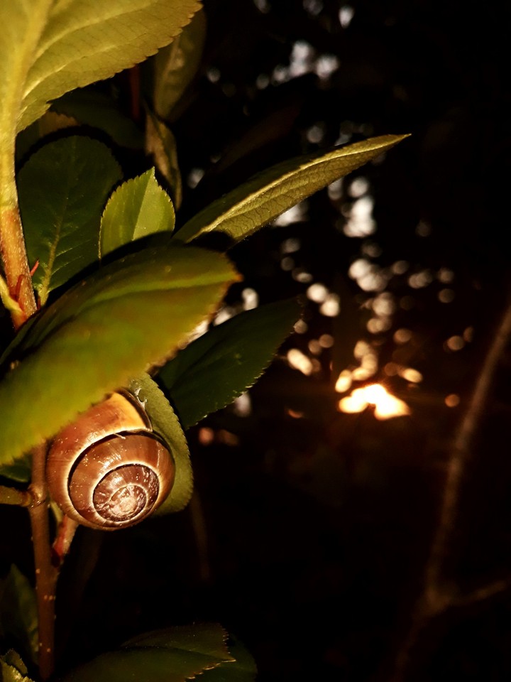 snail