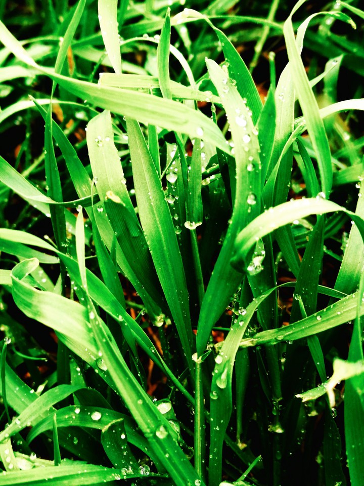 Nature