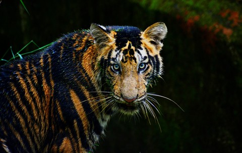 tiger