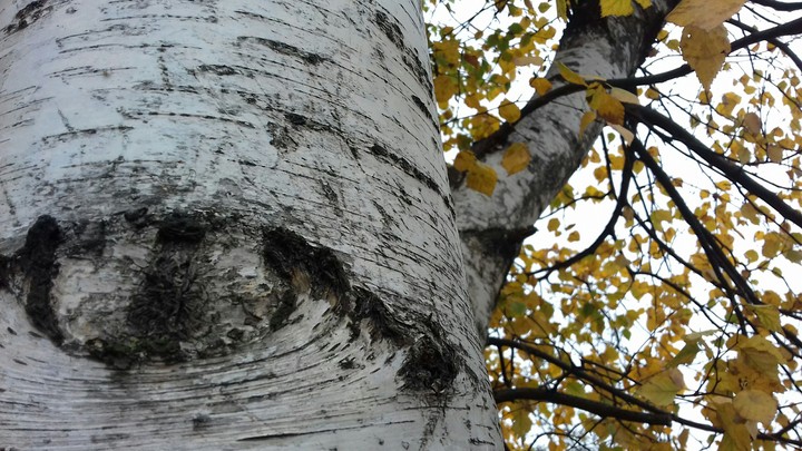 autumn