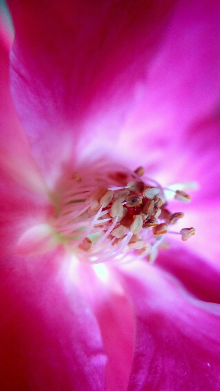 rose macro photography