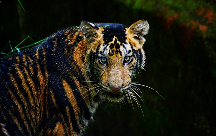 tiger