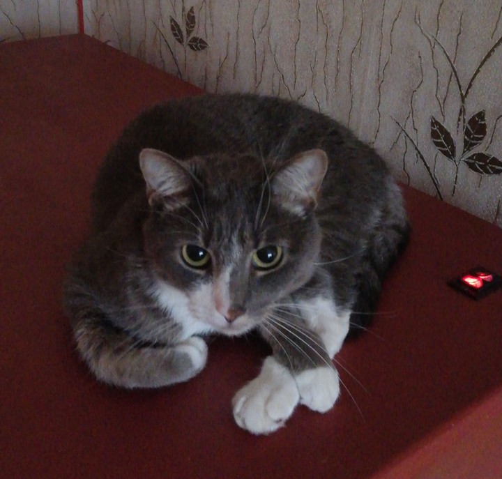 My younger cat