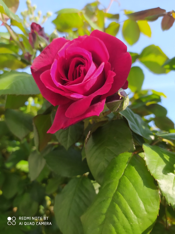 my house ?,  my flowers