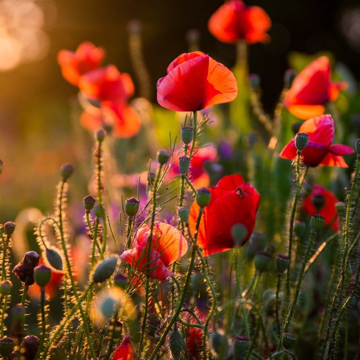 Flowers