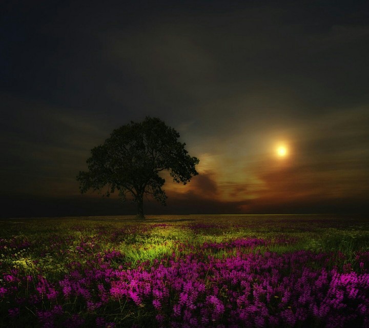 Lonely Tree