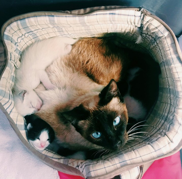 mamãe e os dilhotinhos