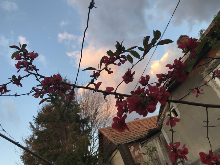 sky flower