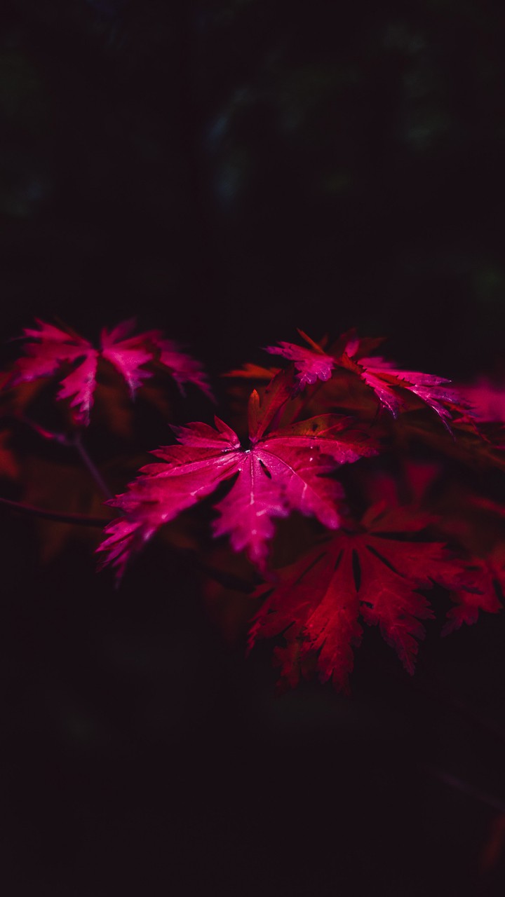 pink leaf