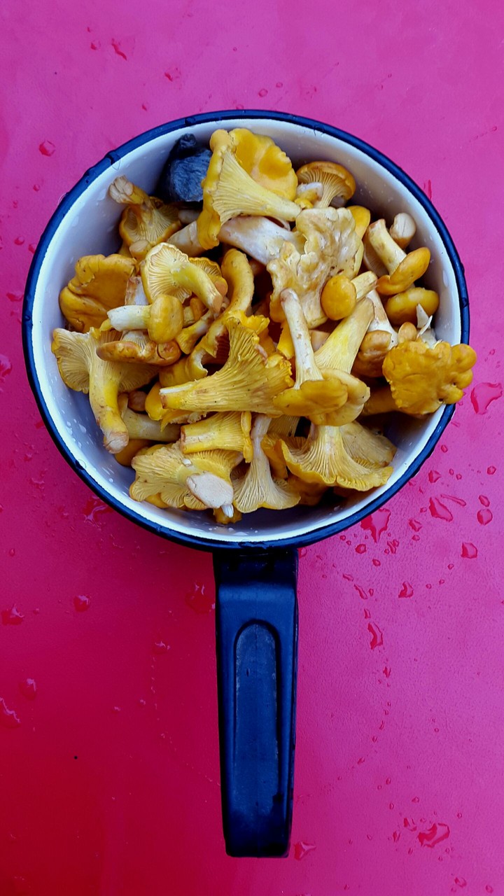 Chanterelle
