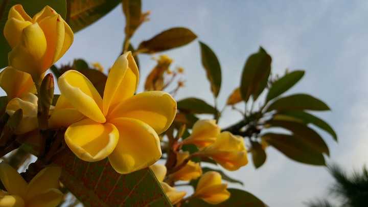 plumeria