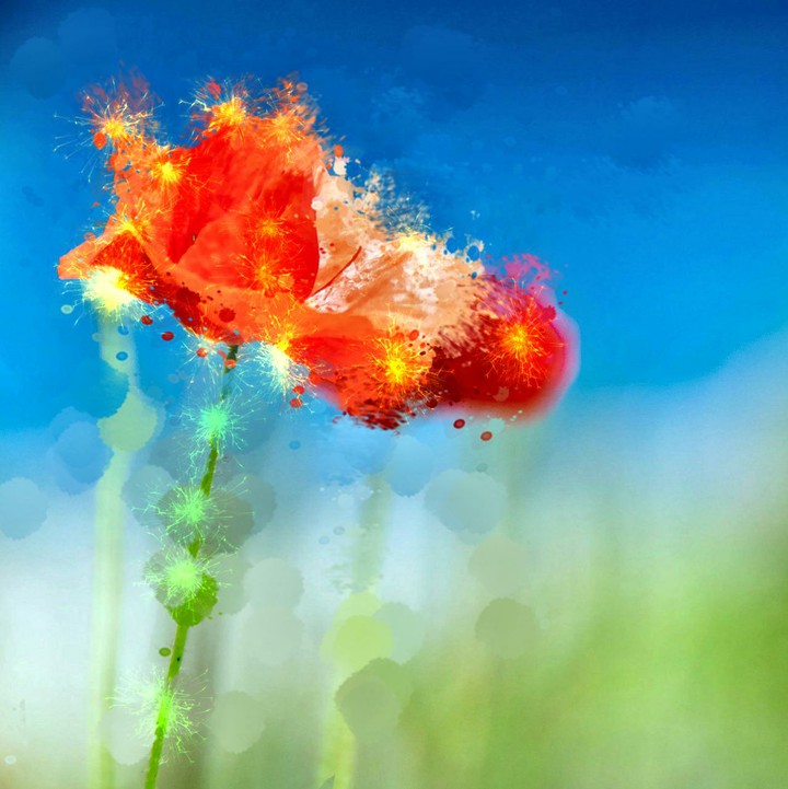 Coquelicot