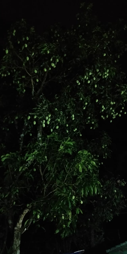 mango_tree