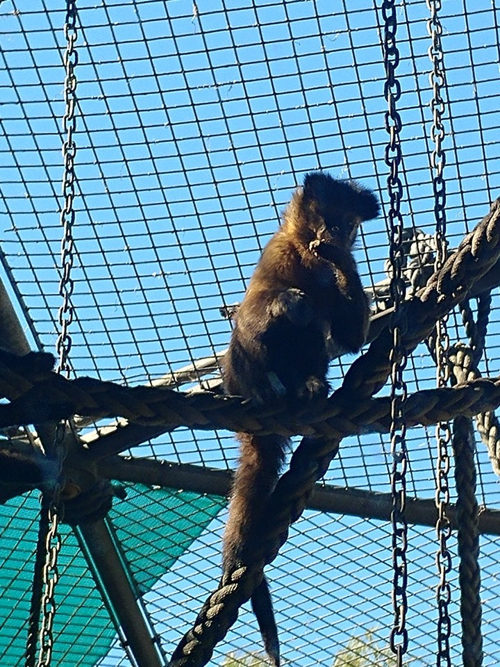 Monkey @ zoo