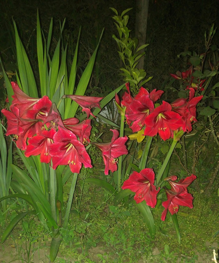 flores