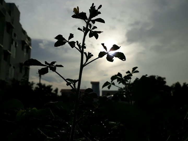More beautiful as shade...