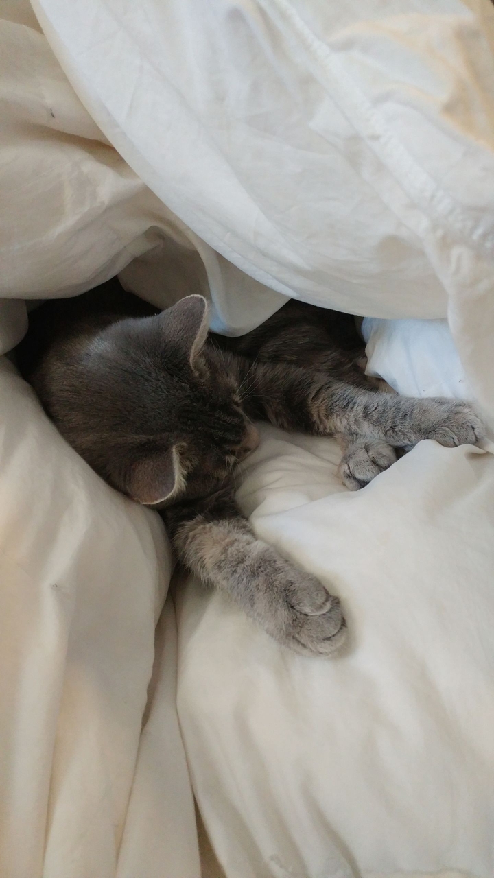 cat nap