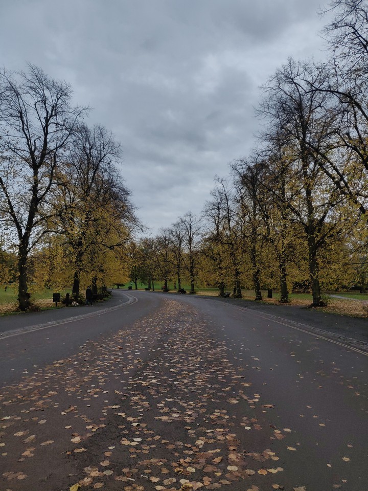 Autumn leaves