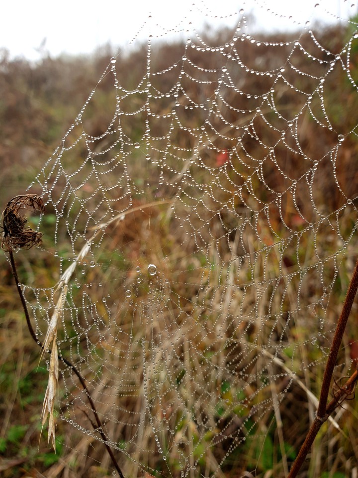 spider,spider web,natural