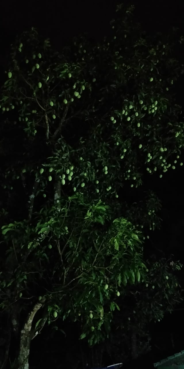 mango_tree