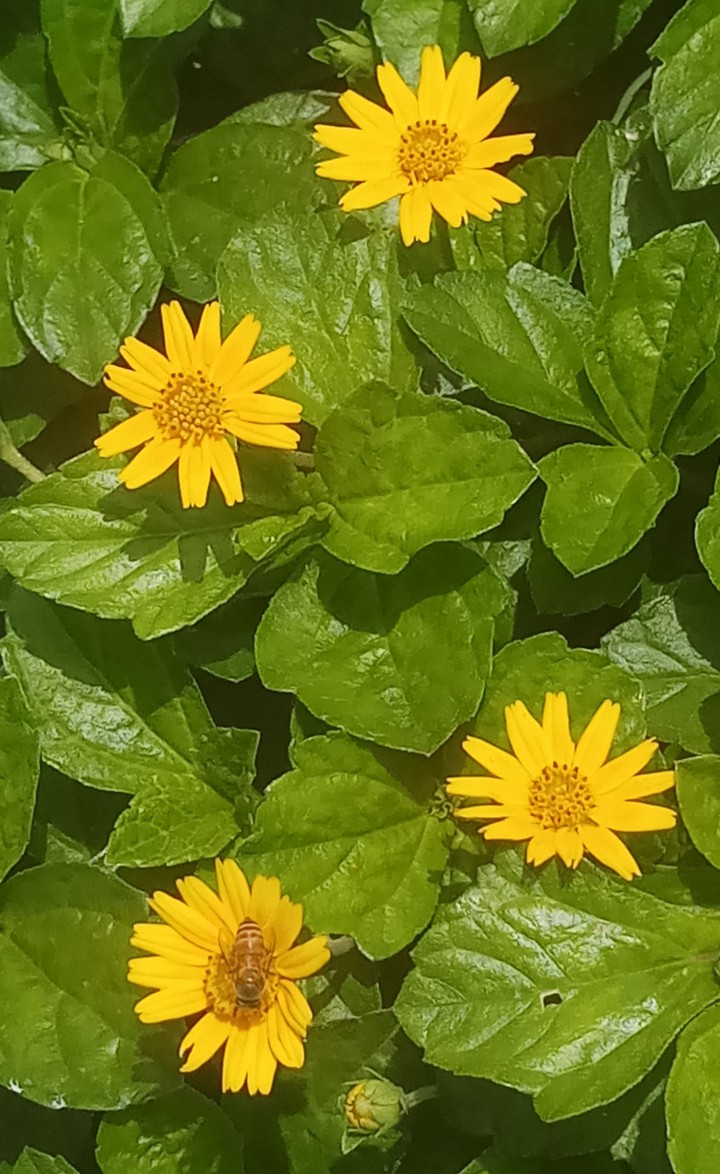my garden