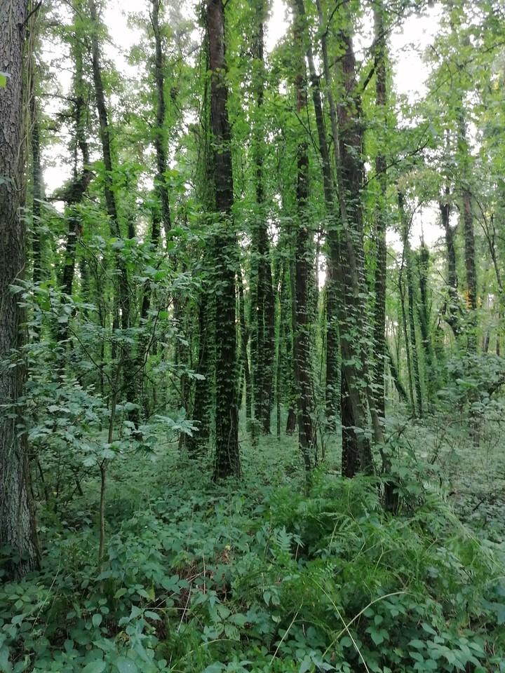 Kampinoski Park Narodowy