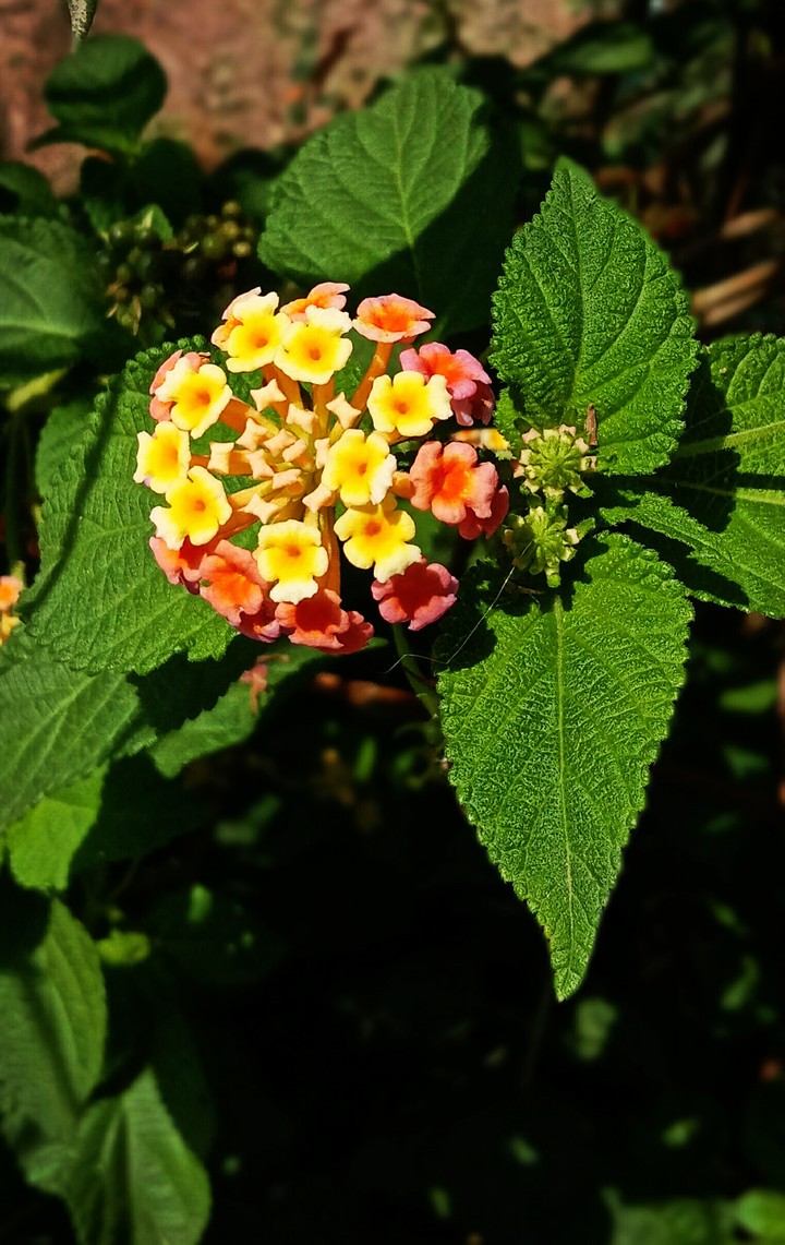 Lantana