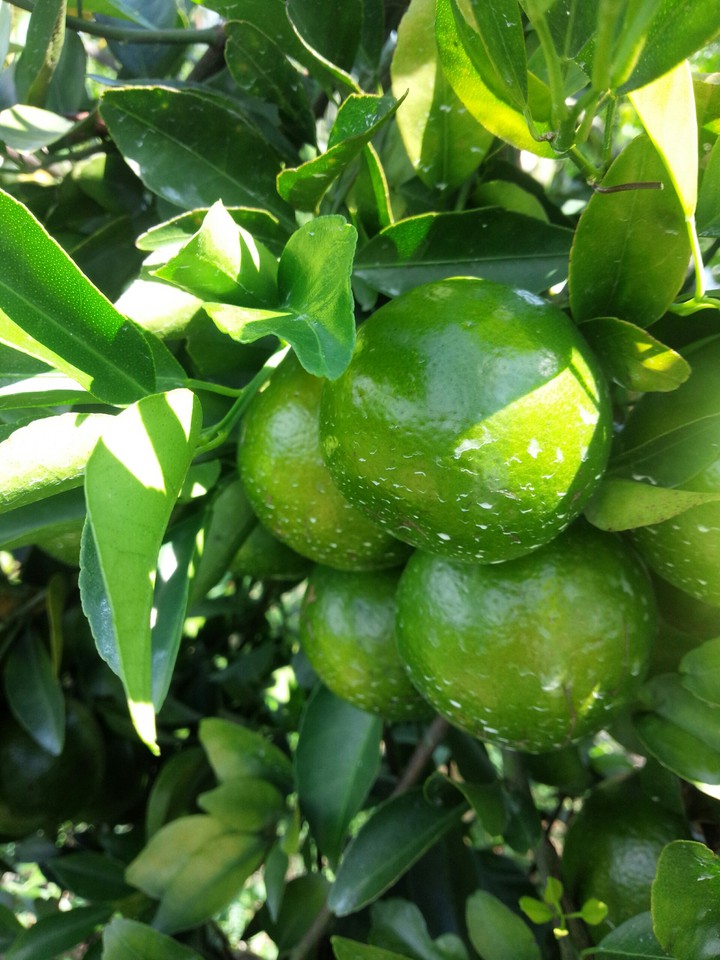 It's orange, but not orange. Green Orange.