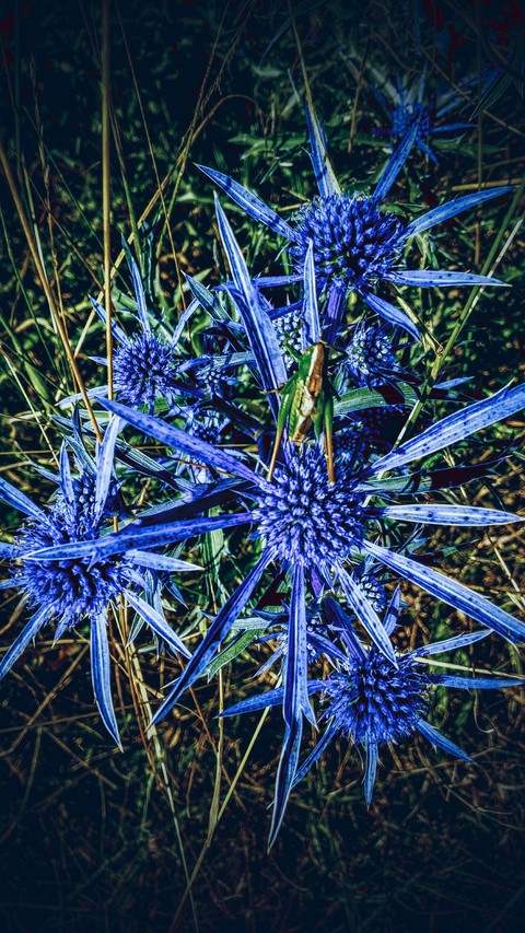 Mystery LOVE of flowers.