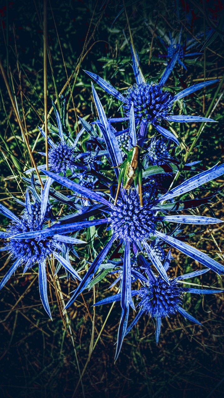 Mystery LOVE of flowers.